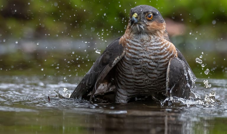 Sperwer in het water
