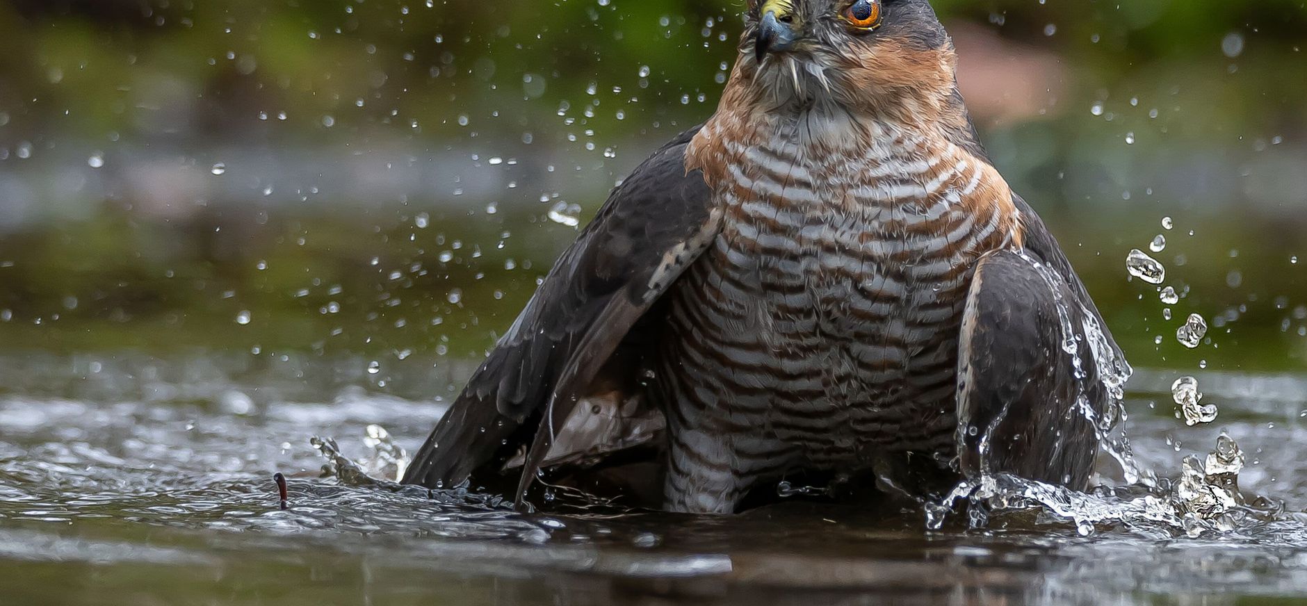 Sperwer in het water