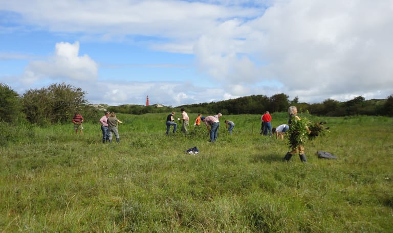 Berkentrekken in de duinen
