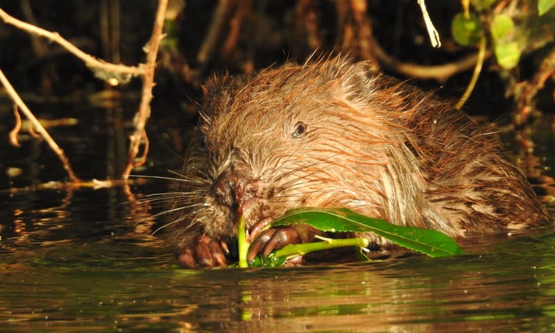 Knagende bever in de avondzon Bever aan de waterkant in de avondzon