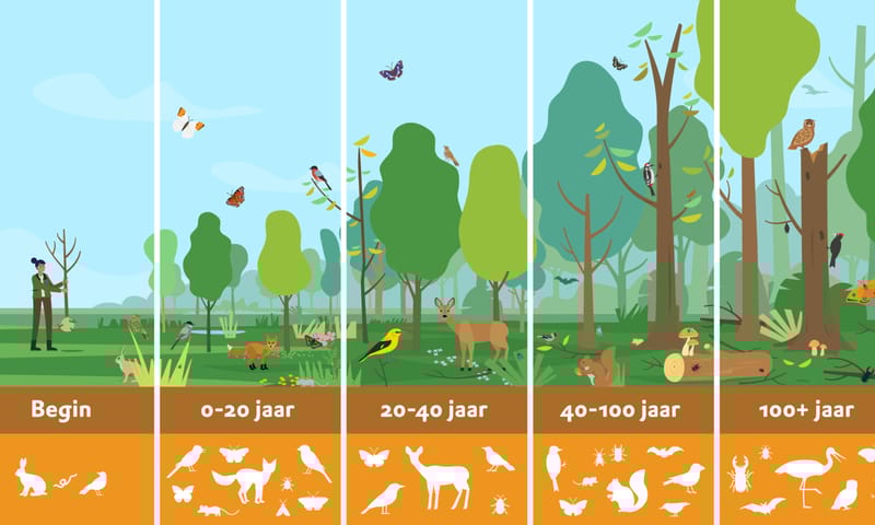 Bosontwikkeling Bosontwikkeling