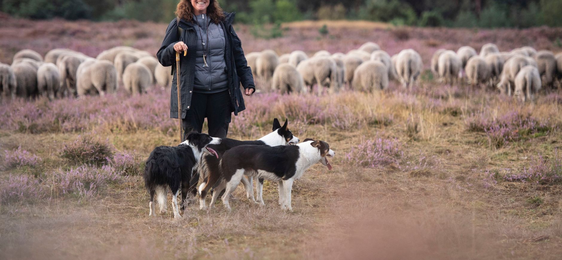 herder met haar schapen