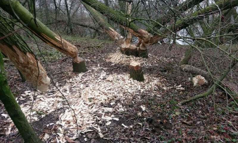 Vraatsporen van een bever aan bomen