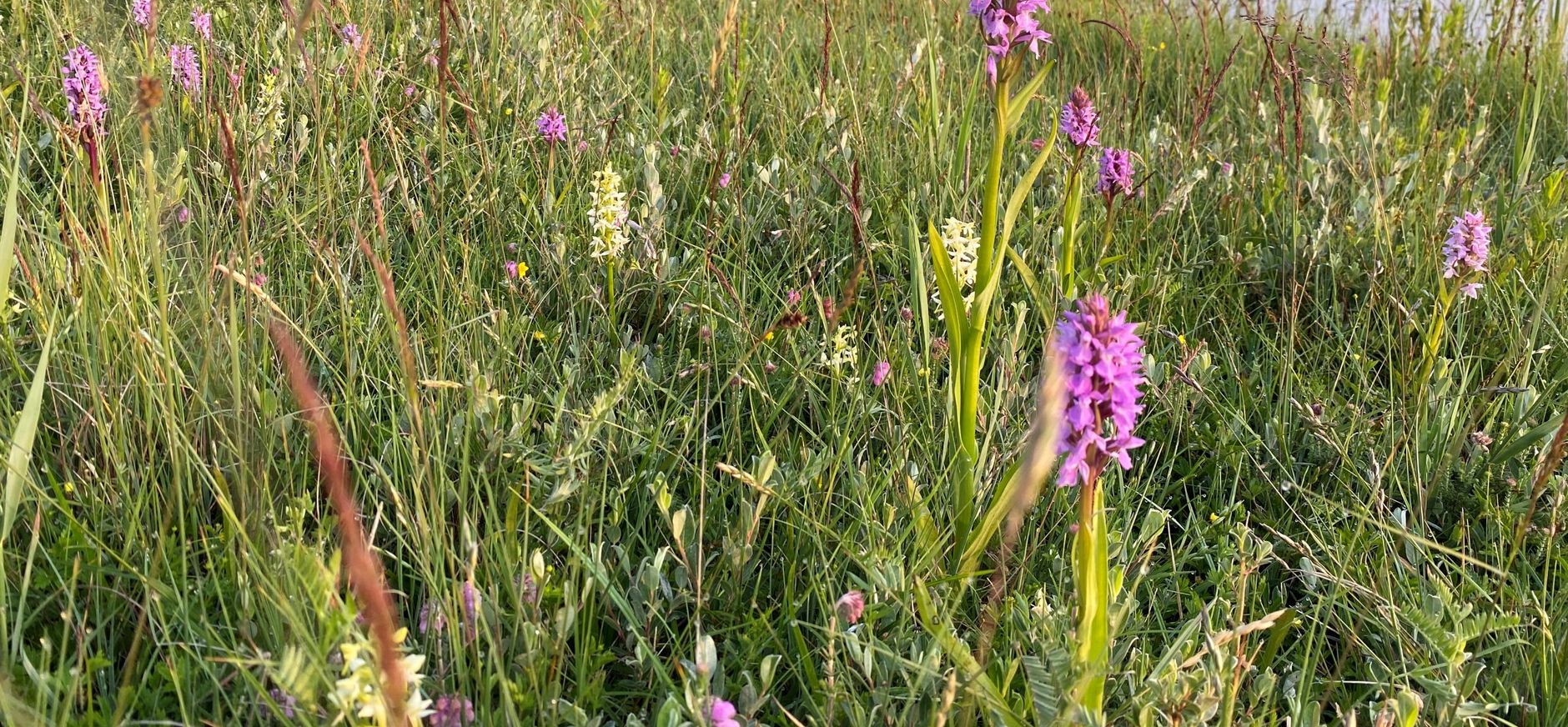 orchideeen in het Zwanenwater