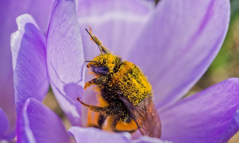 Hommel beplakt met stuifmeel Hommel beplakt met stuifmeel