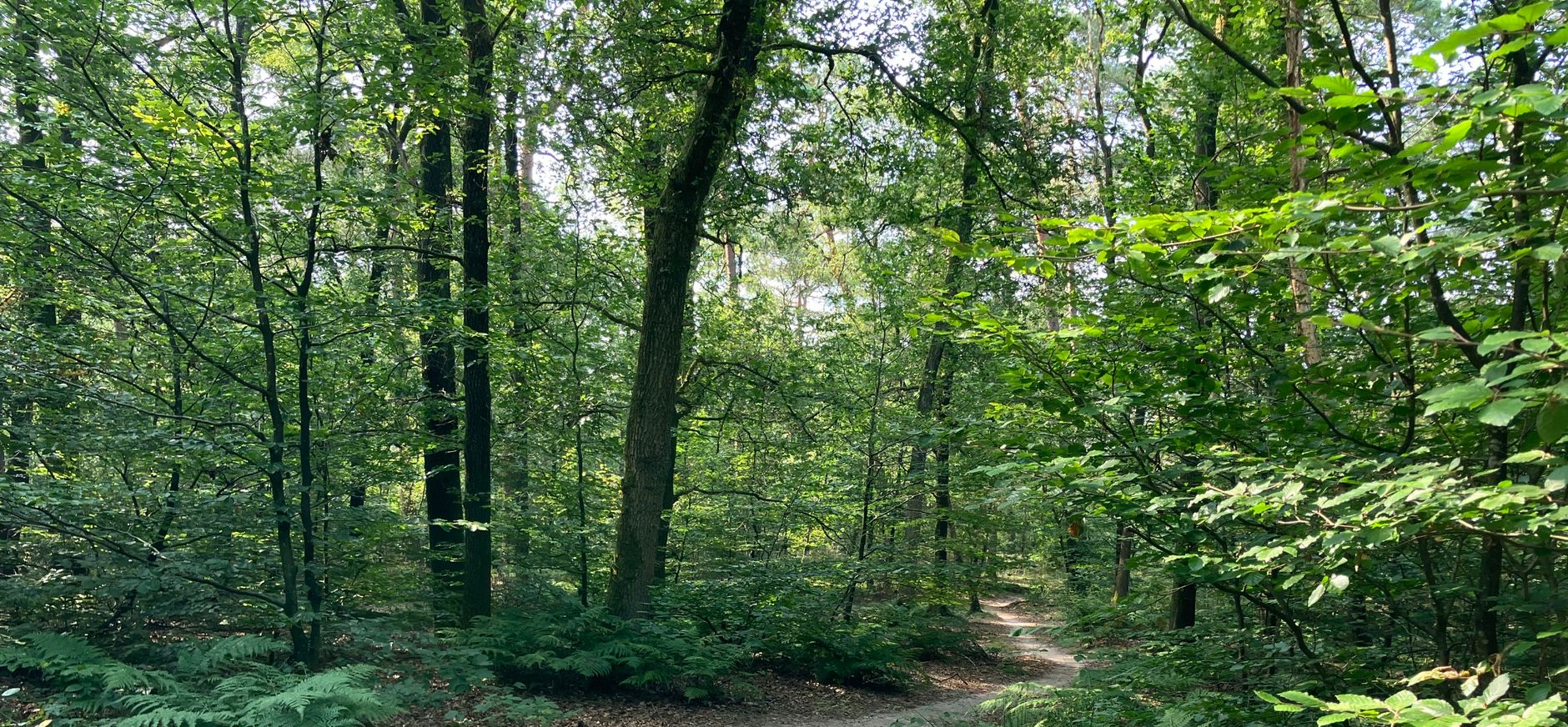 Bosvak met gemengd loof- en naaldbos en een wandelpad Bosvak met gemengd loof- en naaldbos en een wandelpad