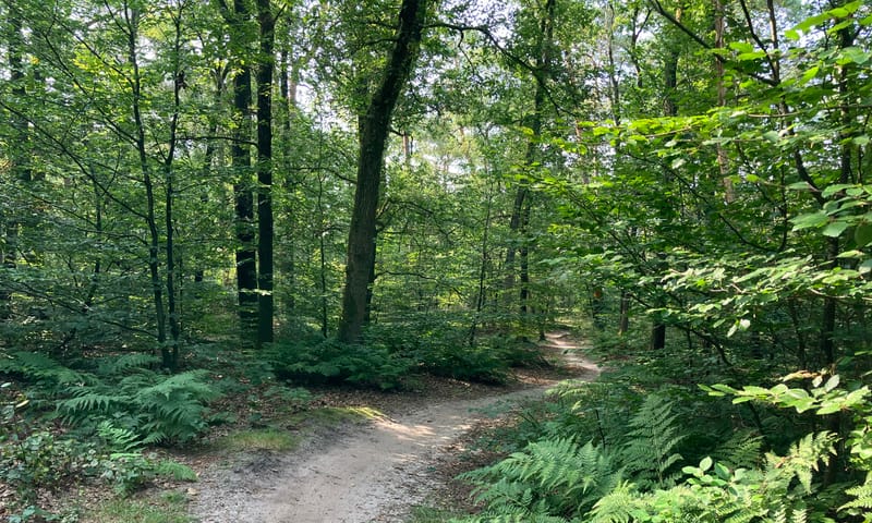 Bosvak met gemengd loof- en naaldbos en een wandelpad Bosvak met gemengd loof- en naaldbos en een wandelpad