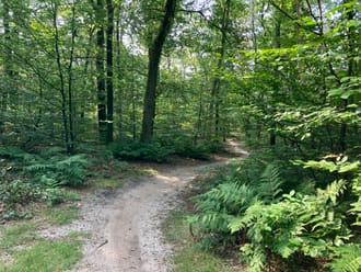 Bosvak met gemengd loof- en naaldbos en een wandelpad