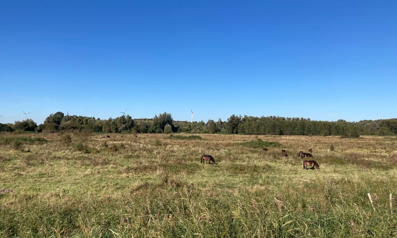 Taurossen en Exmoor pony's in Harderbos Taurossen en Exmoor pony's in Harderbos