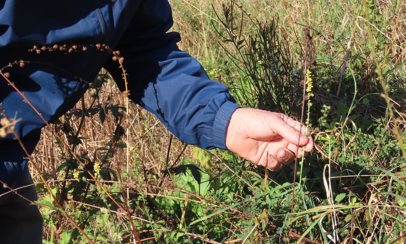 Jaques met een wilde plant Jacques Rovers van Floron met een wilde plant