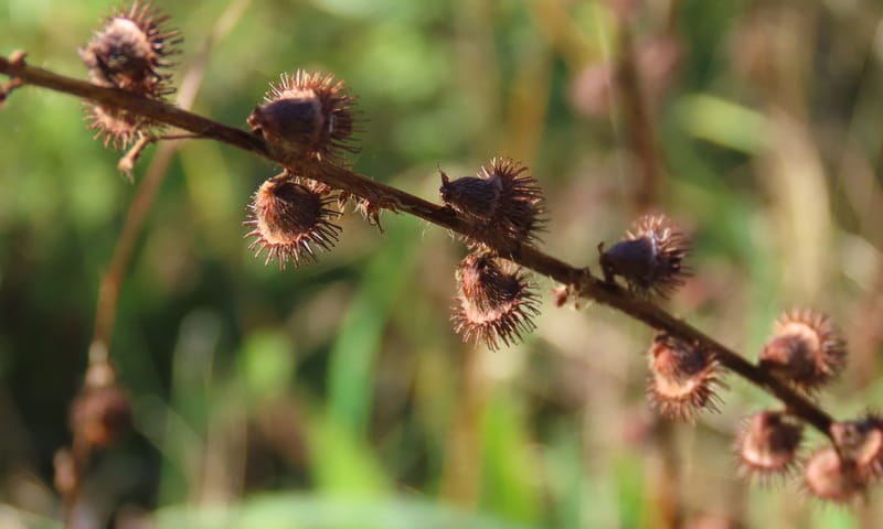 Welriekende Agrimonie in Oosterheide gedroogde Welriekende Agrimonie