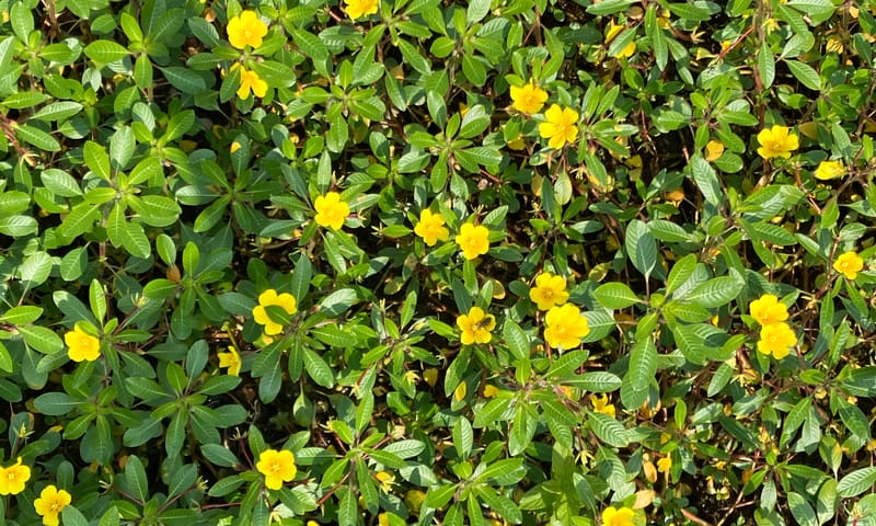 Kleine Waterteunisbloem Kleine Waterteunisbloem