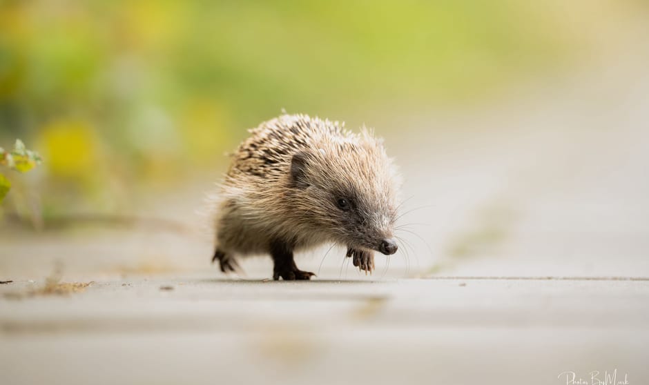 Jonge egel Jonge egel