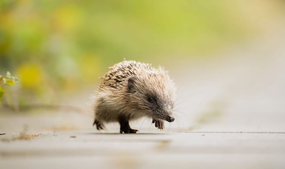 Jonge egel Jonge egel