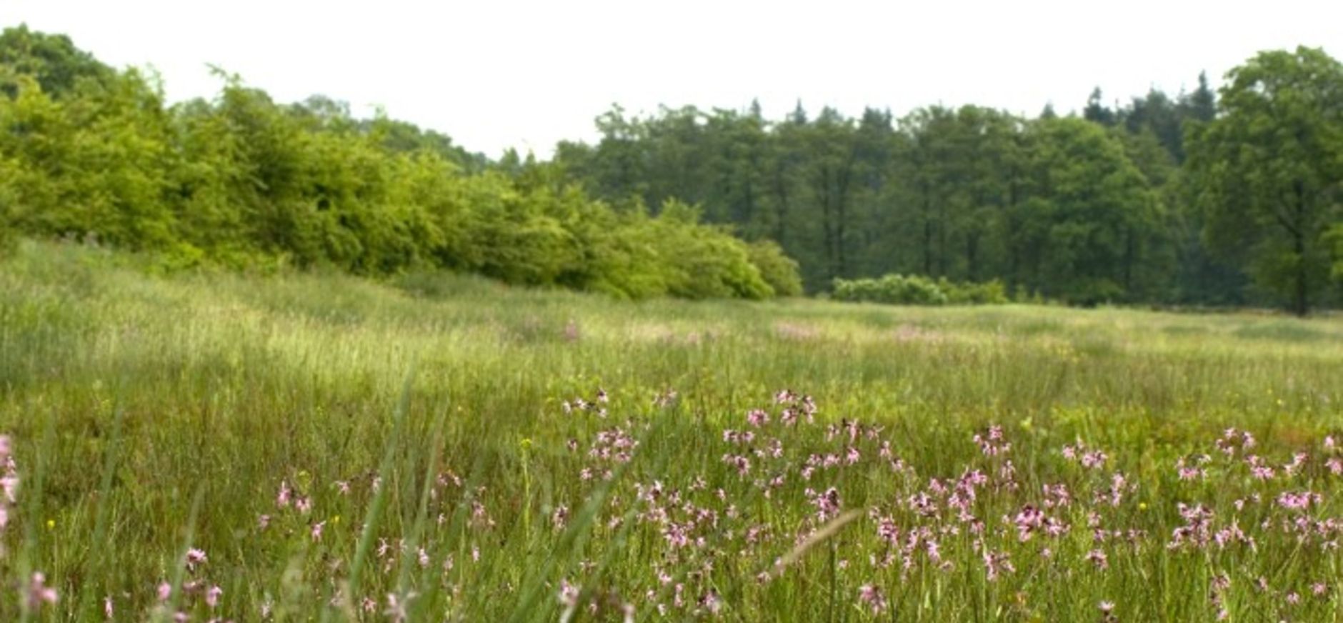 Project geeft impuls aan biodiversiteit, zoals deze echte koekoeksbloem Project geeft impuls aan biodiversiteit, zoals deze echte koekoeksbloem