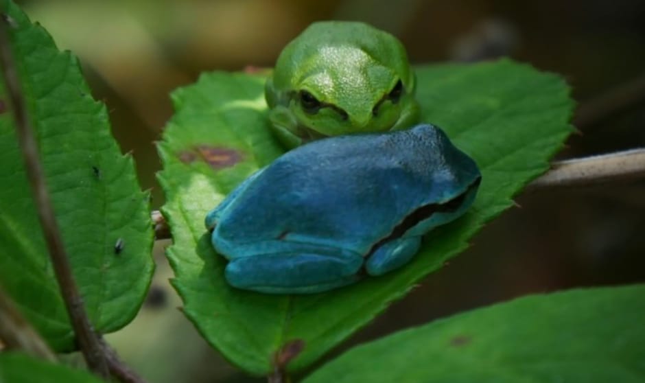 Twee boomkikkers op een blad - groen en blauw Twee boomkikkers op een blad - groen en blauw