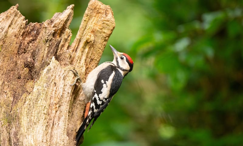 Grote bonte specht op staand, dood hout Grote bonte specht op staand, dood hout