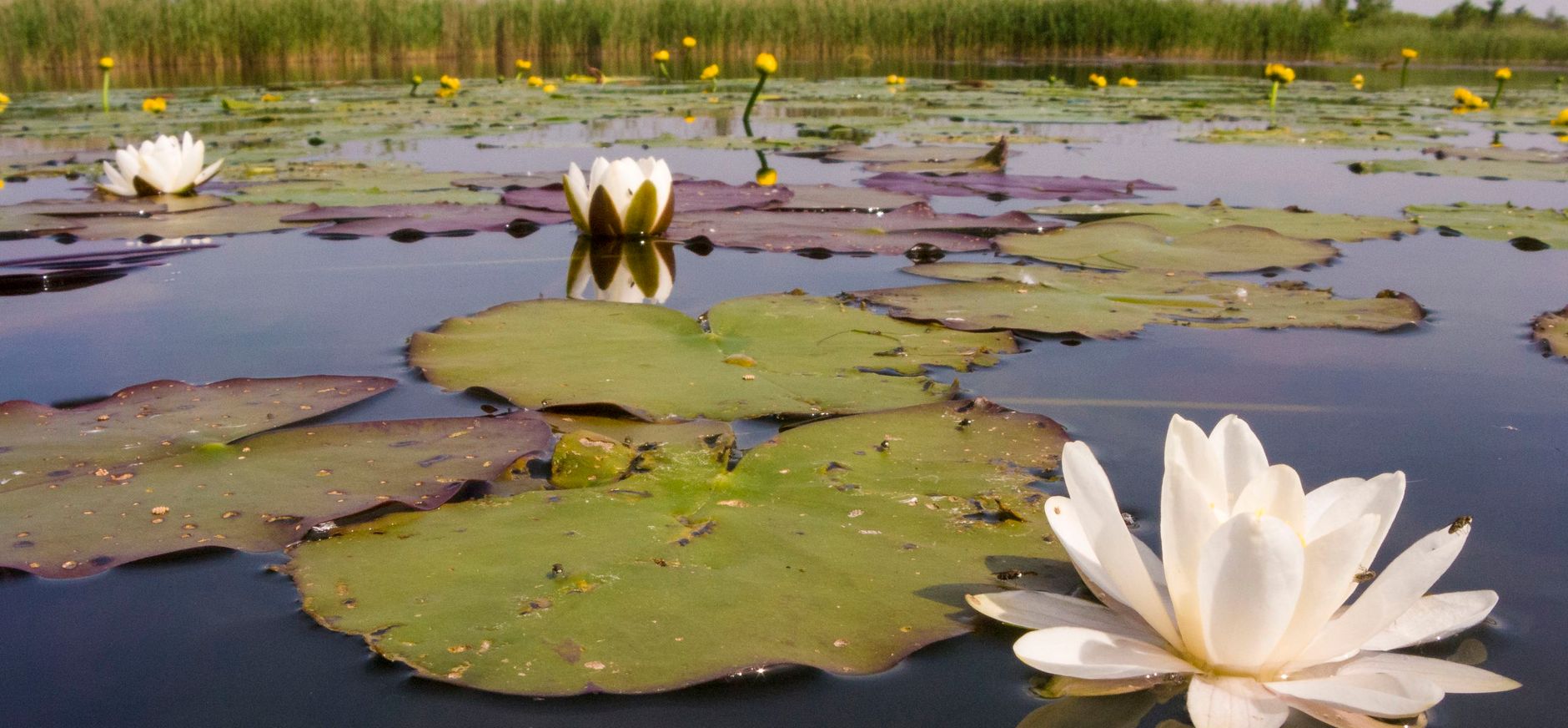 Naardermeer Naardermeer