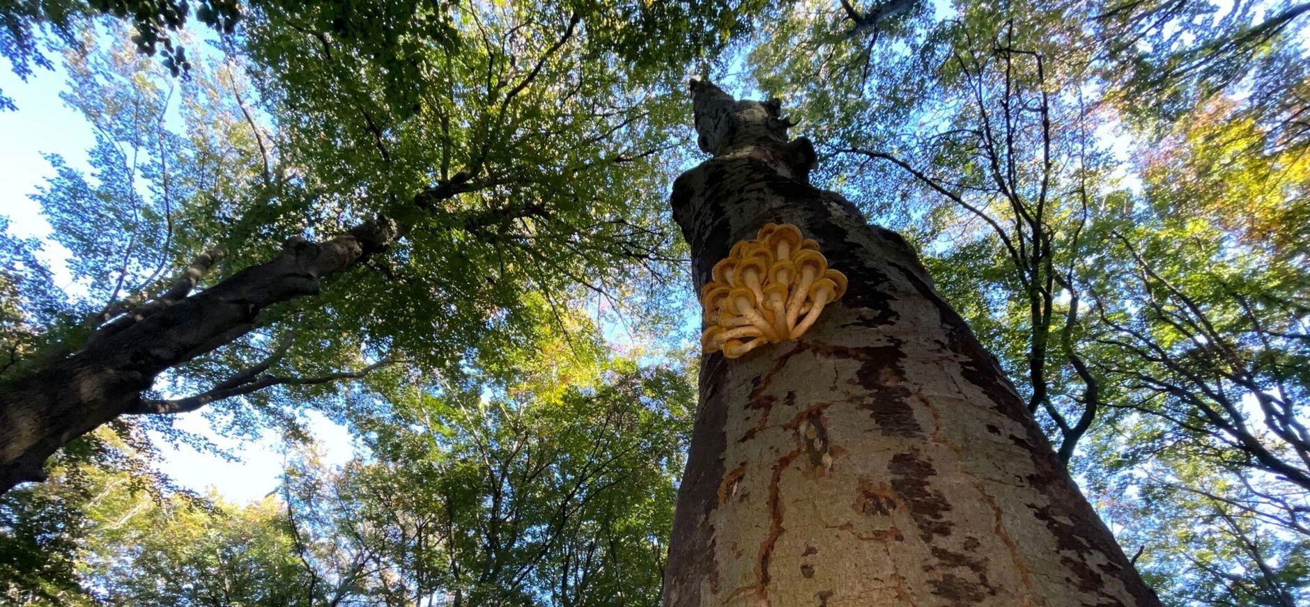 Kruin van boom Kruin van een boom