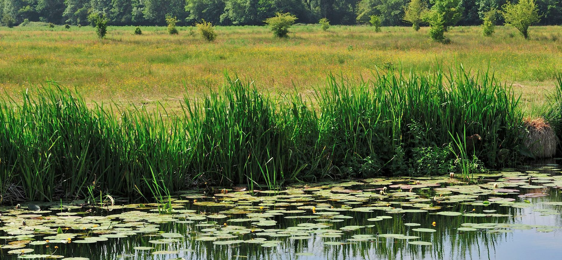 Landschap 2