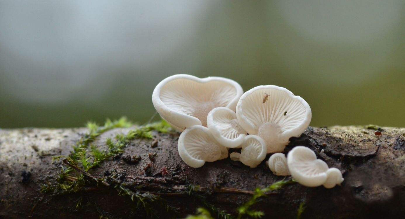 Witte paddenstoelen op een stuk hout