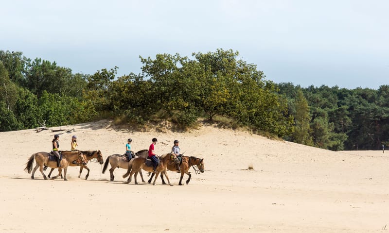 Ruiters in de Loonse en Drunense Duinen Ruiters in de Loonse en Drunense Duinen