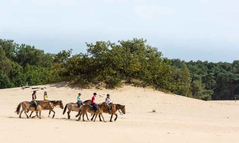 Ruiters in de Loonse en Drunense Duinen Ruiters in de Loonse en Drunense Duinen