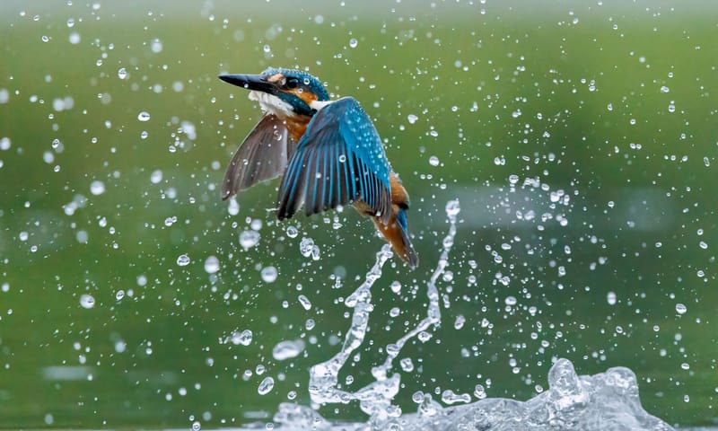 IJsvogel IJsvogel