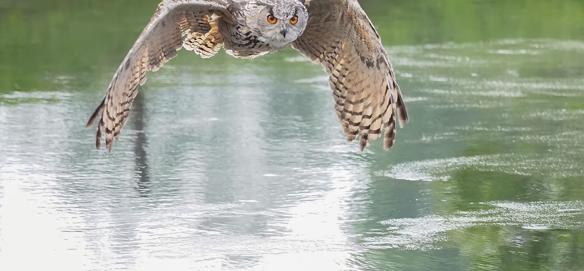 Oehoe vliegt boven water Oehoe vliegt boven water