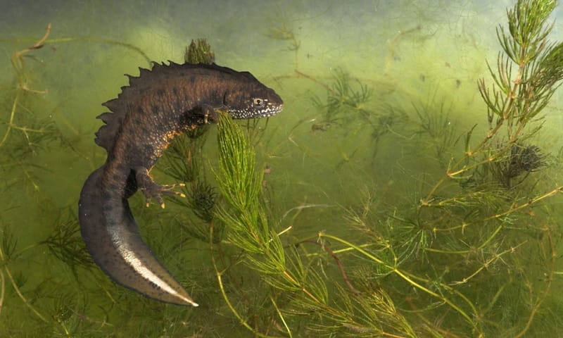 Kamsalamander Kamsalamander