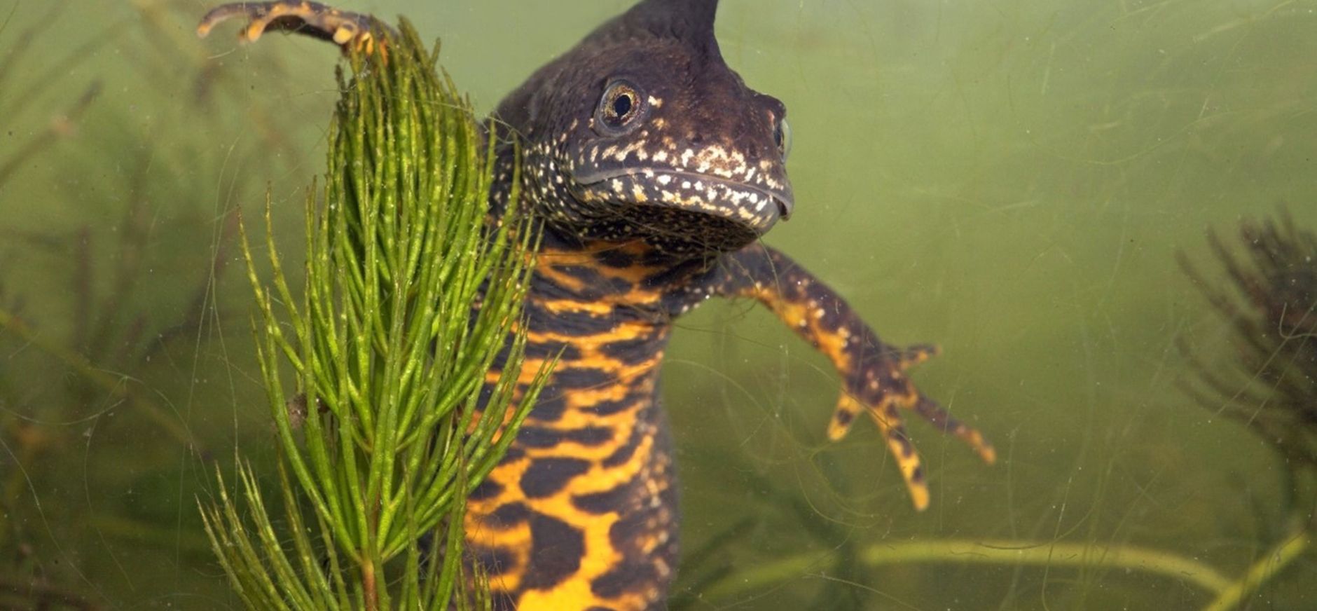 Kamsalamander Kamsalamander