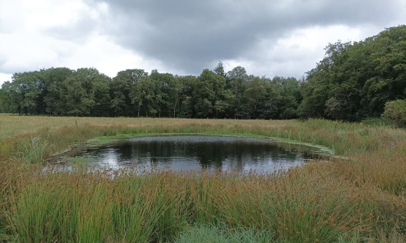 Poel waarin kamsalamanders leven. Poel waarin kamsalamanders leven.