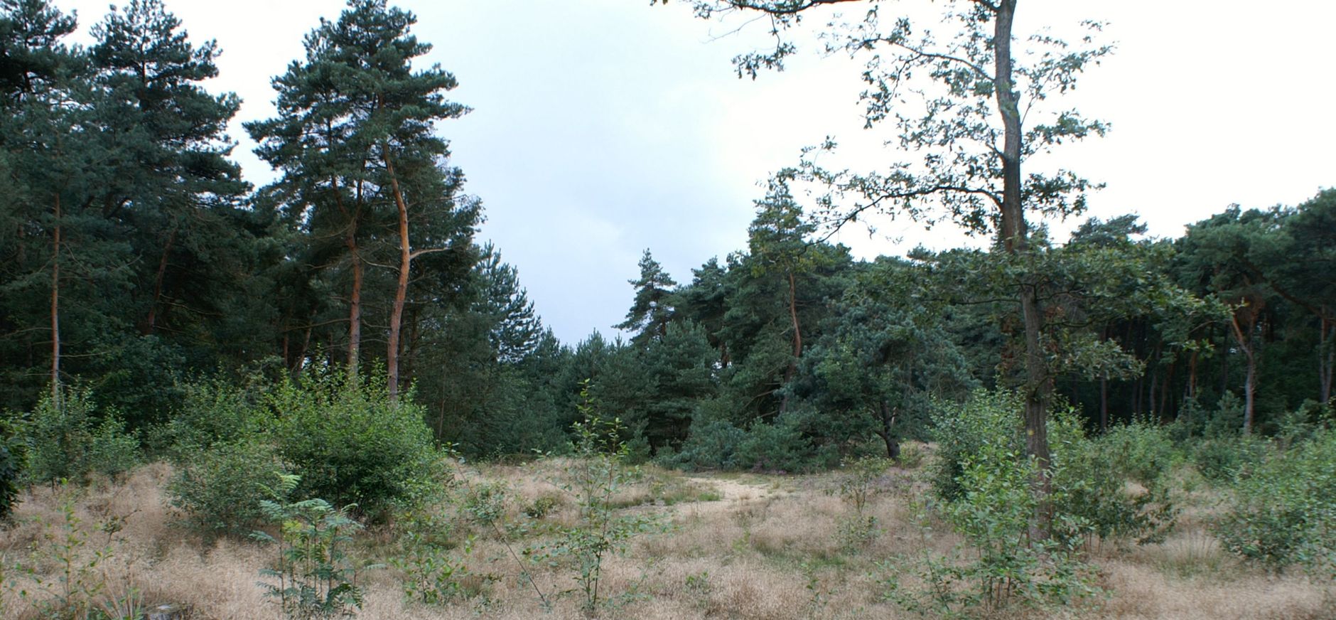 Tungelerwallen Tungelerwallen