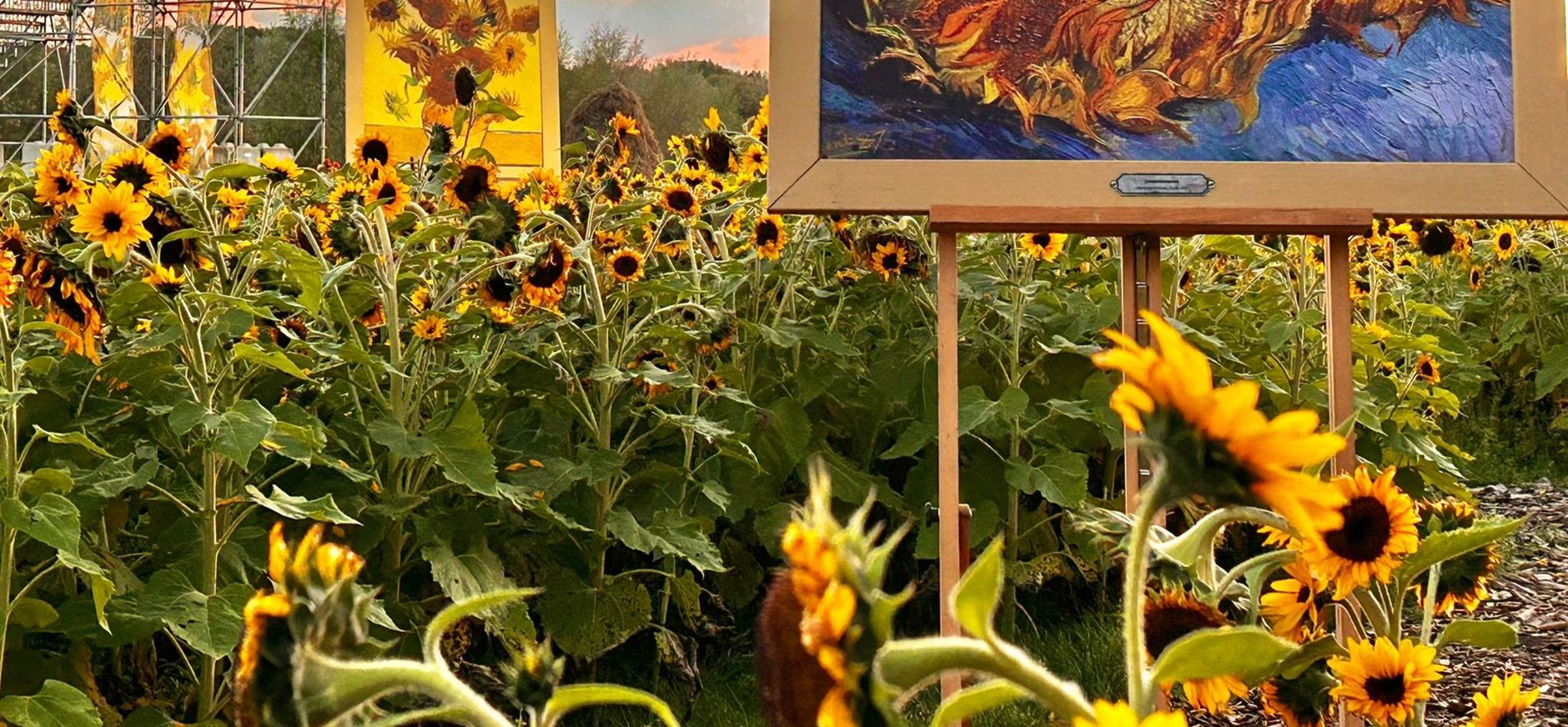 Zonnebloemen Van Gogh NP Zonnebloemen Van Gogh NP