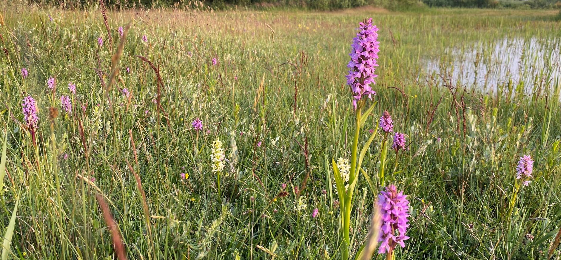 orchideeen in het Zwanenwater