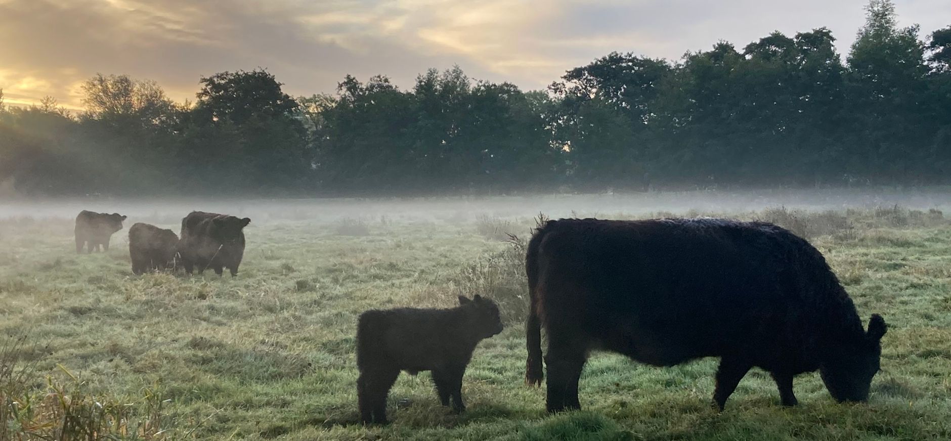 Galloways Naardermeer