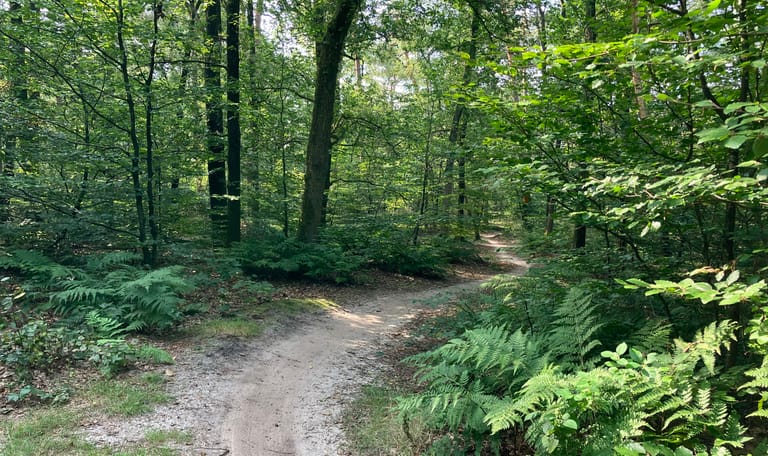 Bosvak met gemengd loof- en naaldbos en een wandelpad