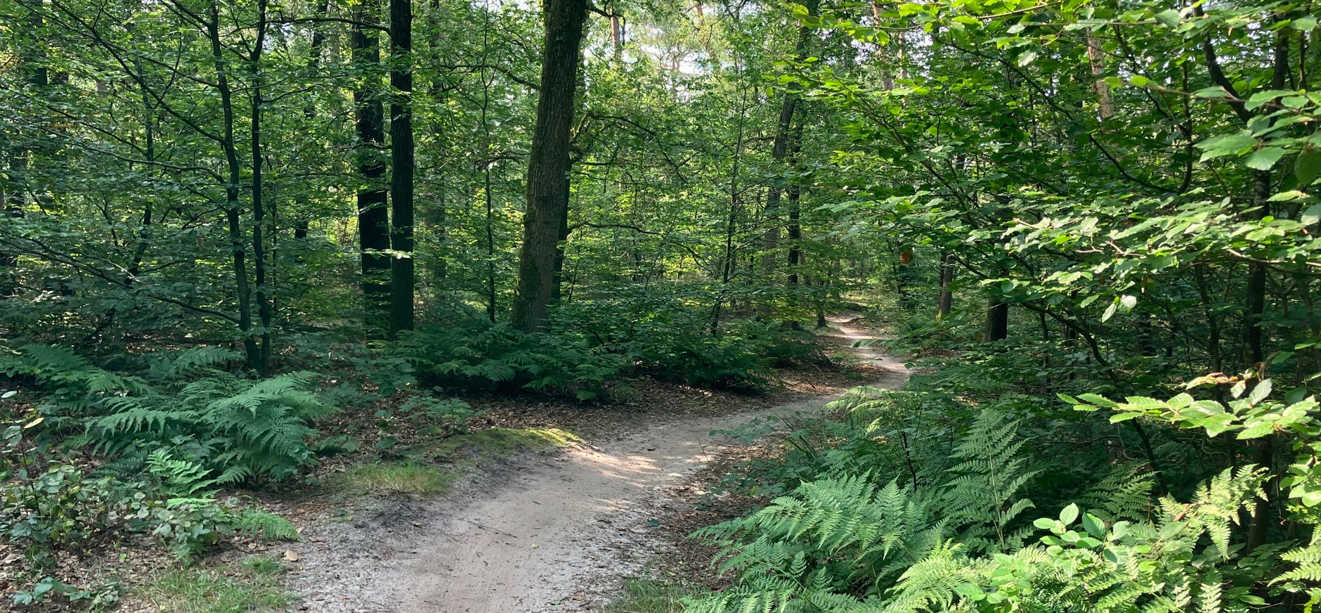 Bosvak met gemengd loof- en naaldbos en een wandelpad Bosvak met gemengd loof- en naaldbos en een wandelpad