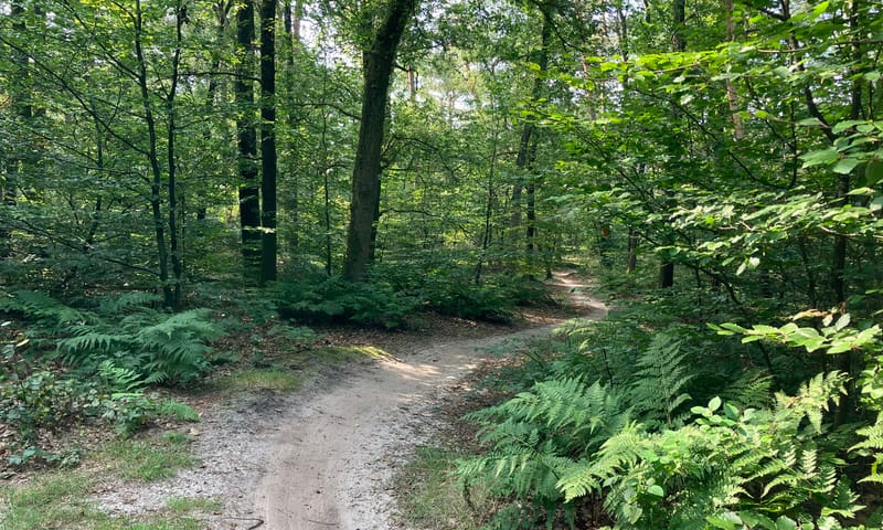 Bosvak met gemengd loof- en naaldbos en een wandelpad Bosvak met gemengd loof- en naaldbos en een wandelpad