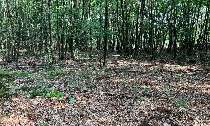 Bosvak met Amerikaanse eik en een dik, onverteerd bladerdek in de Haspel