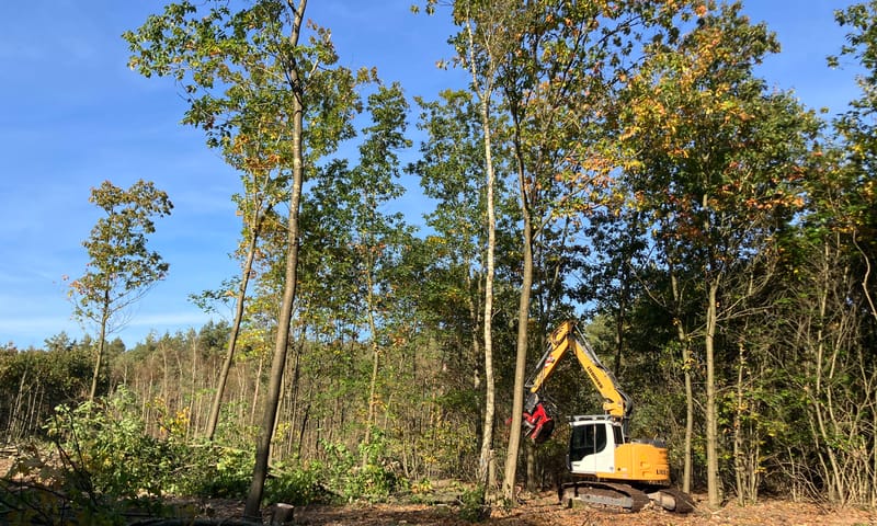Een machine op rupsbanden zaagt de Amerikaanse Eik