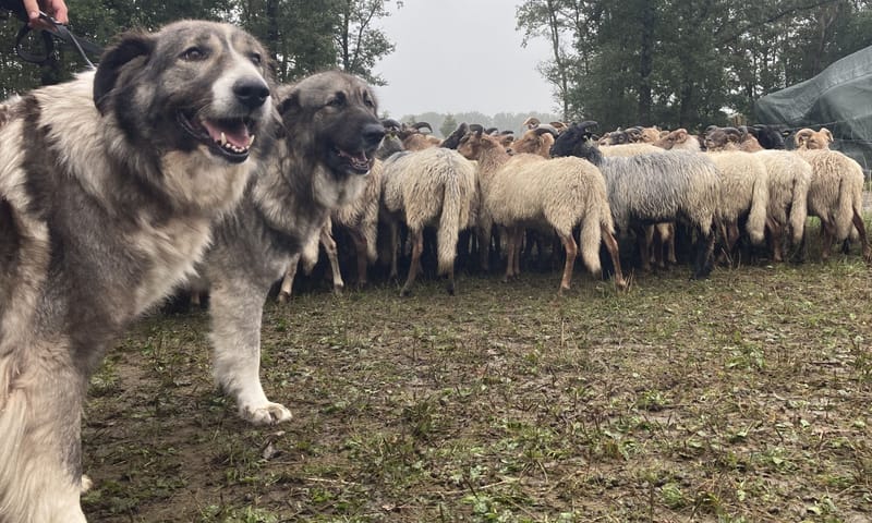 Kuddebeschermingshonden