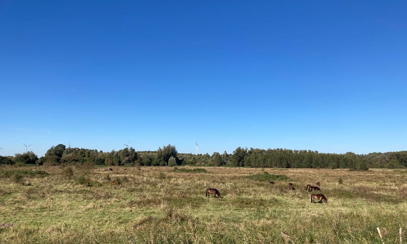 Taurossen en Exmoor pony's in Harderbos Taurossen en Exmoor pony's in Harderbos