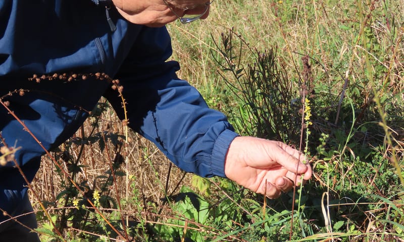 Jacques Rovers van Floron met een wilde plant