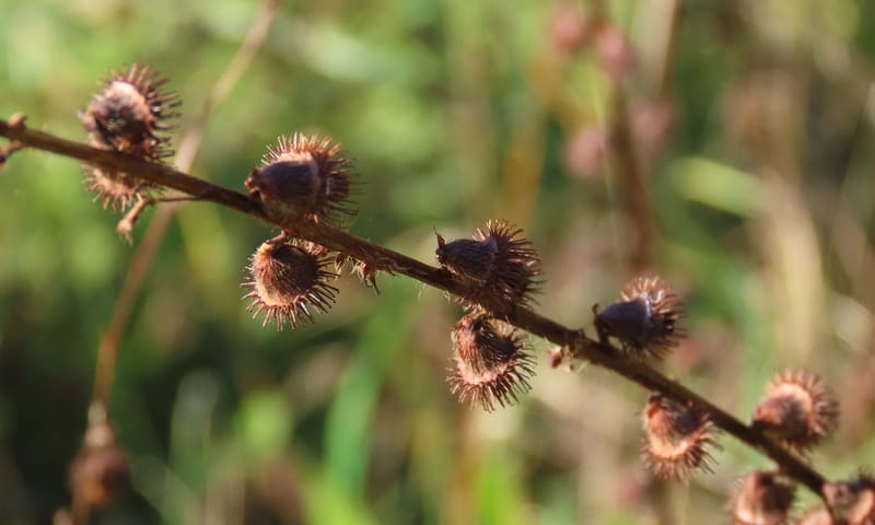 Welriekende Agrimonie in Oosterheide gedroogde Welriekende Agrimonie