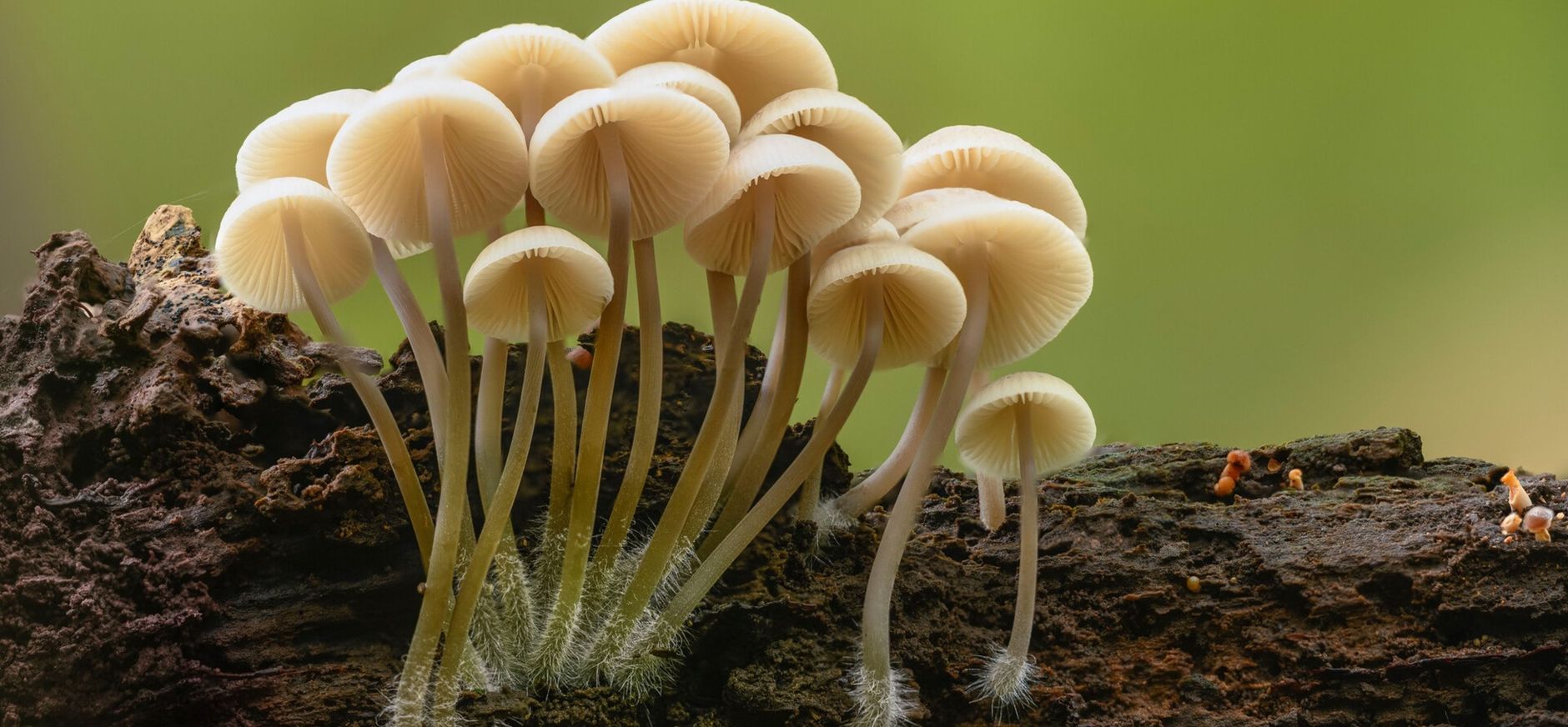 Bundelmycena