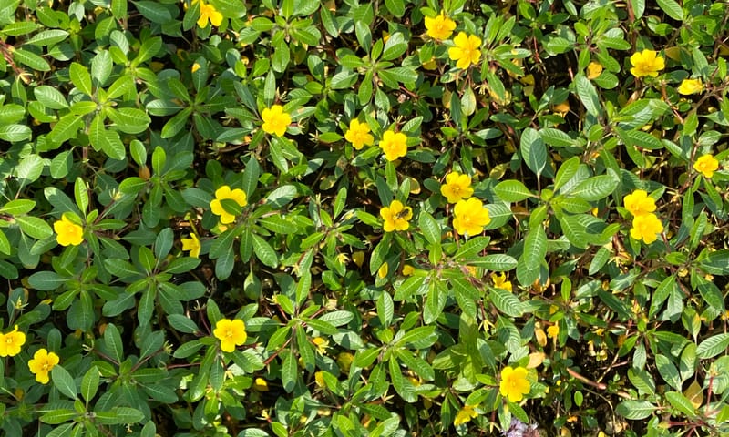 Kleine Waterteunisbloem