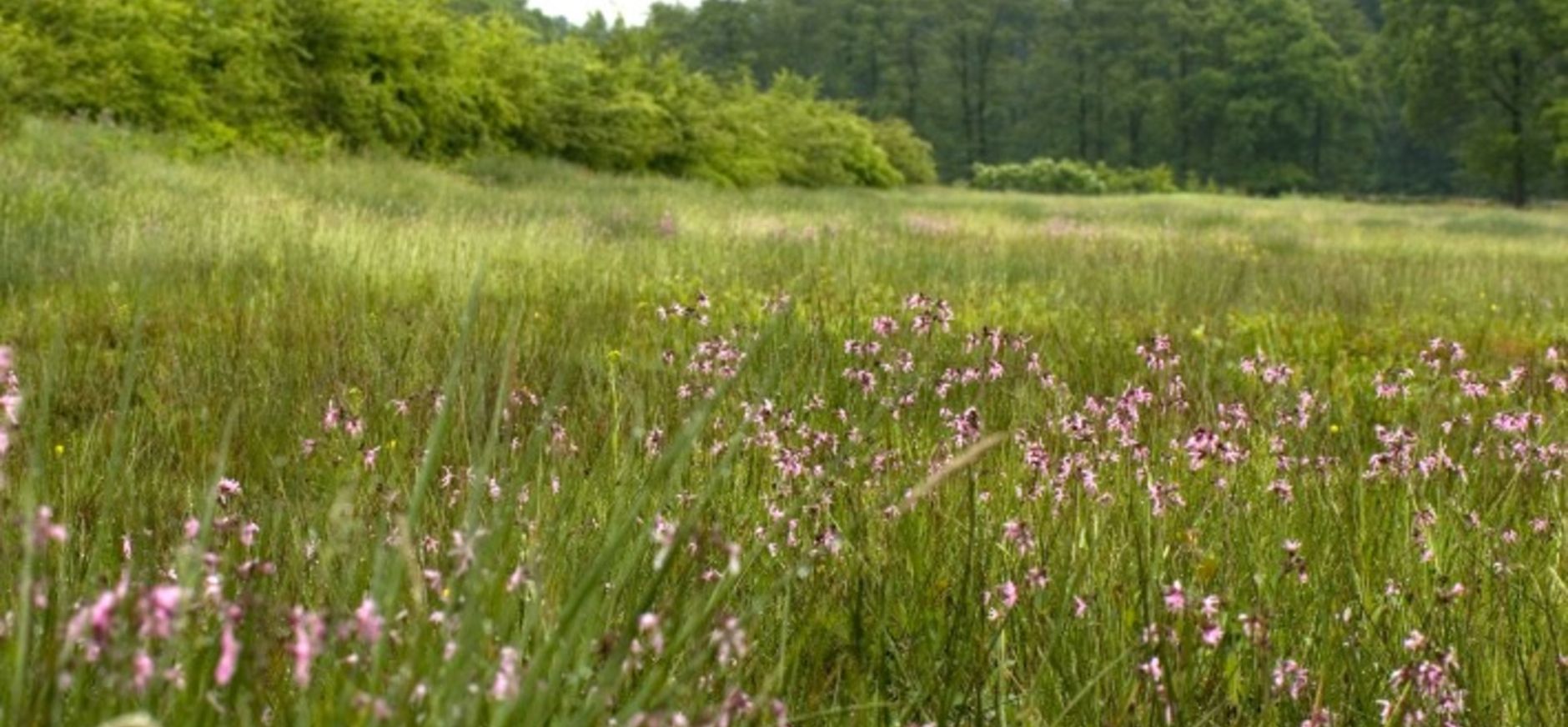 Project geeft impuls aan biodiversiteit, zoals deze echte koekoeksbloem