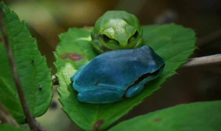 Twee boomkikkers op een blad - groen en blauw