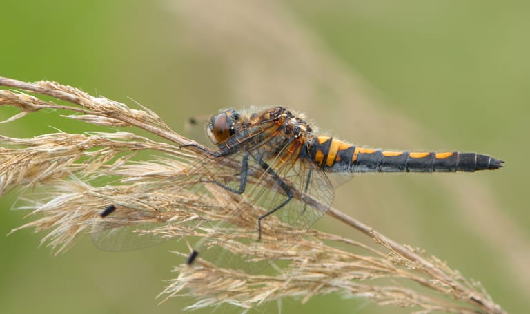 Gevlekte witsnuitlibel